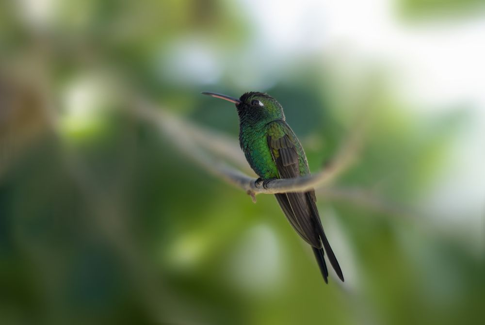 Photograph by Marcial Comerón