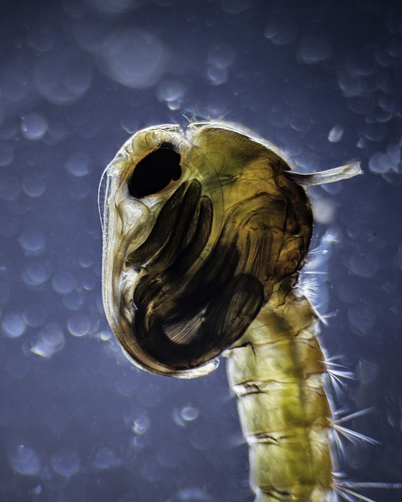 Mosquito pupa