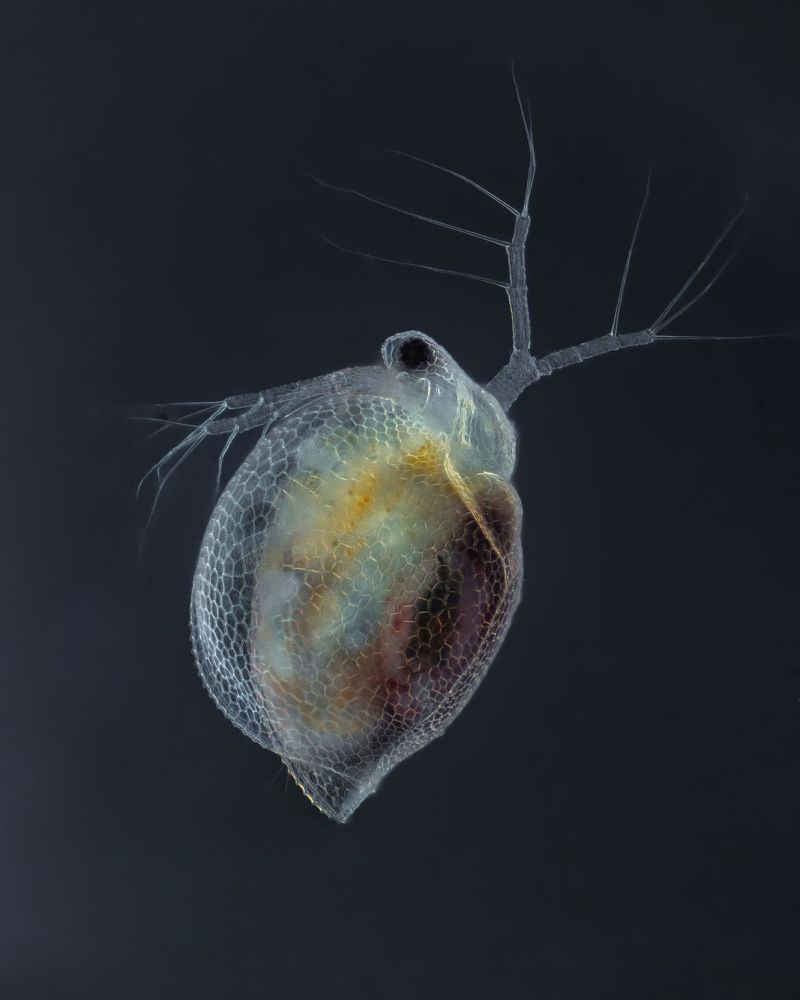 Ceriodaphnia