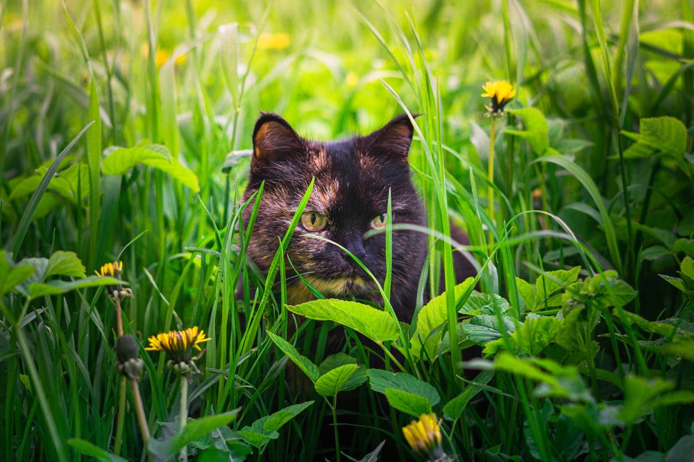 Photograph by Marcial Comerón