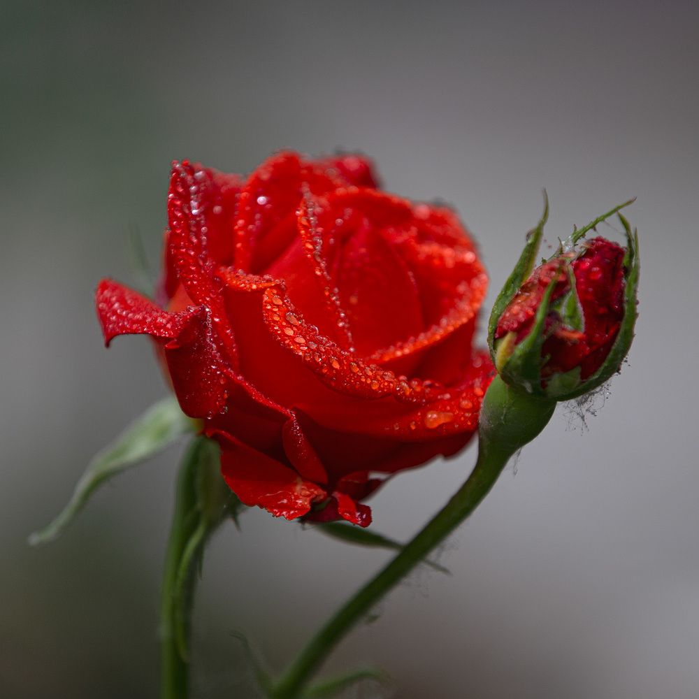 Фотография автора Анатолий Макоедов