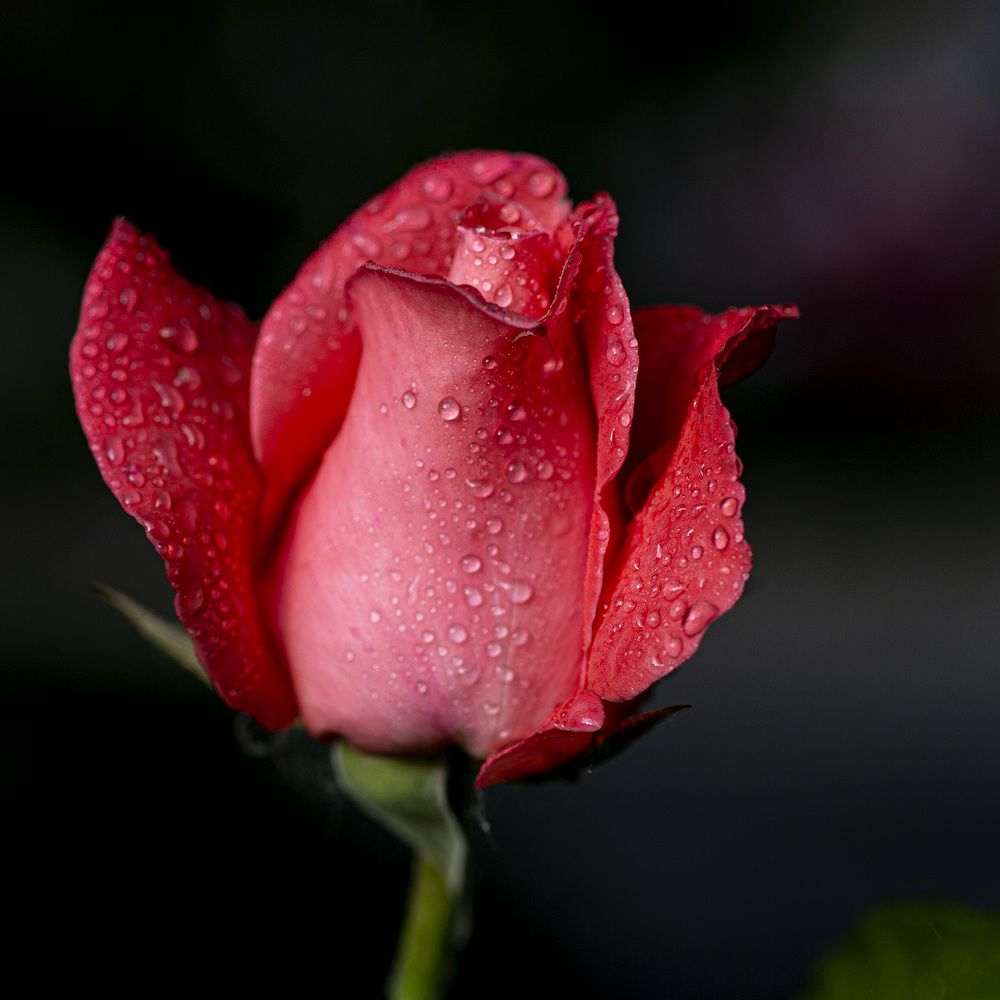 Фотография автора Анатолий Макоедов