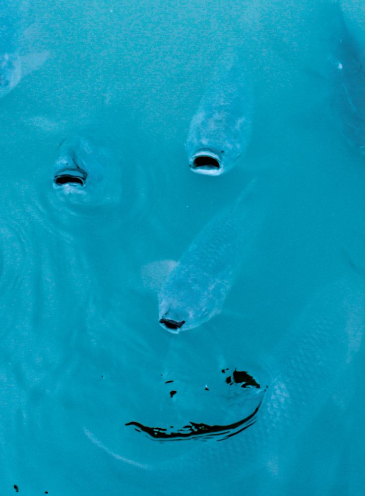 Human face in water