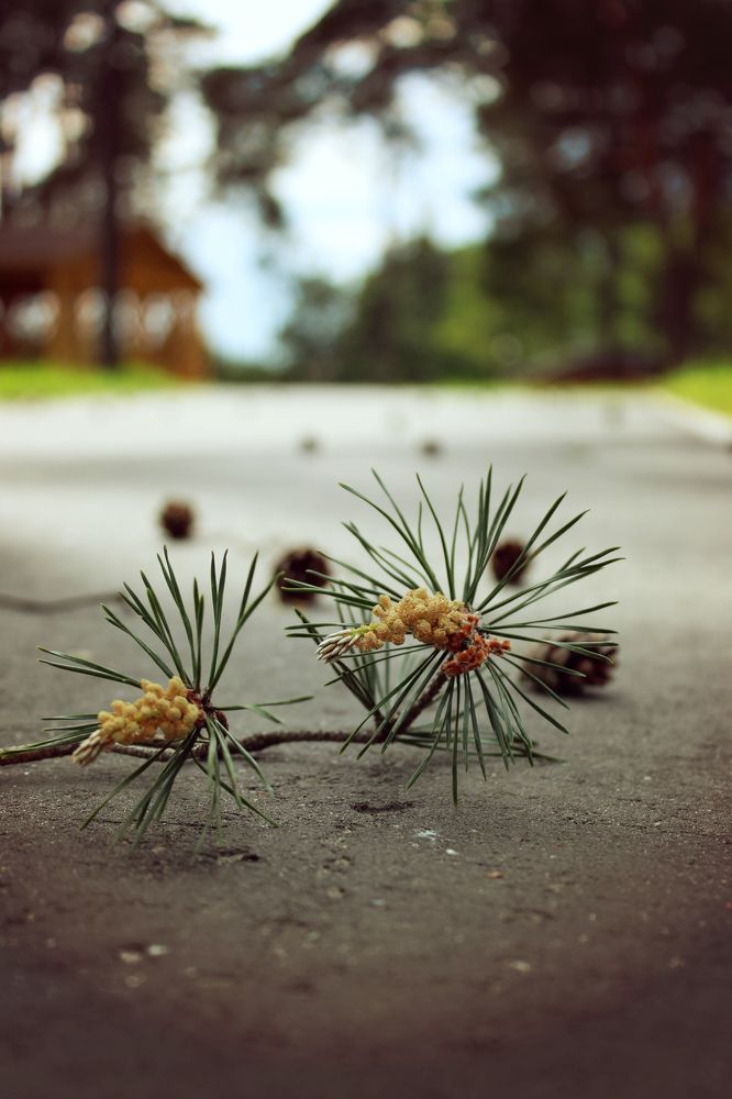 Photograph by Елена Савицкая