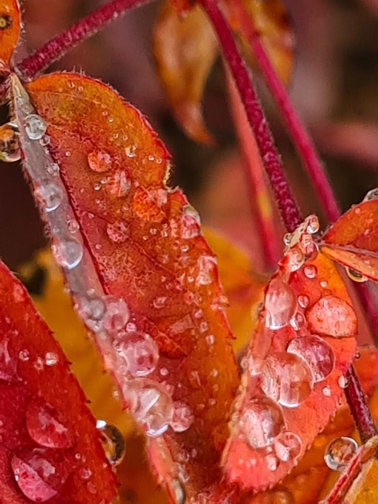 Слезы уходящего лета