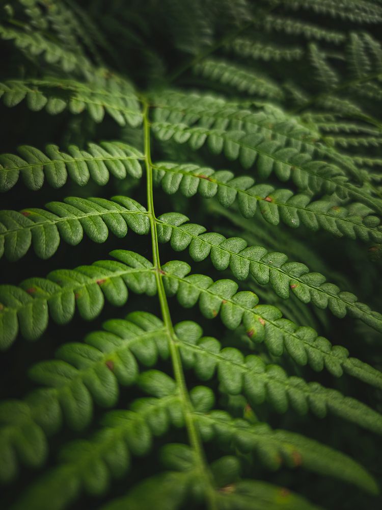 Лист папоротника