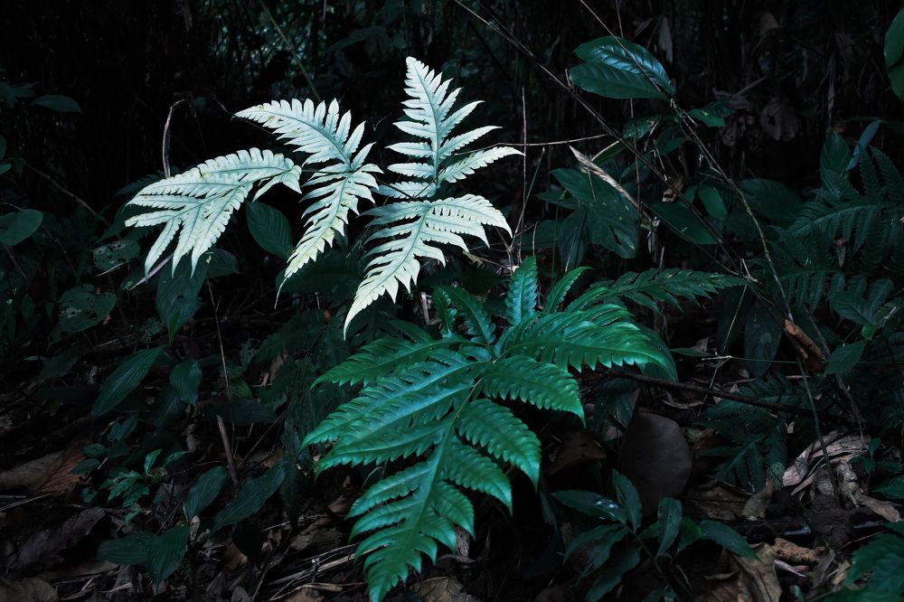 Фотография автора Mahbuba Afroz Samia