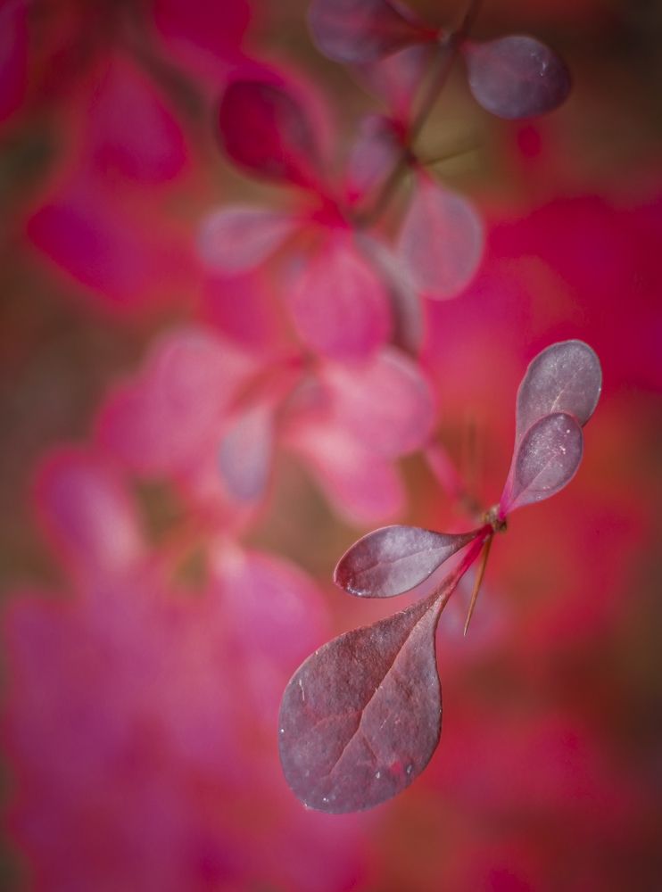 Photograph by Карина