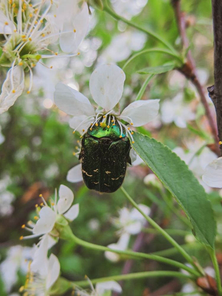 Золотистая бронзовка в цвету