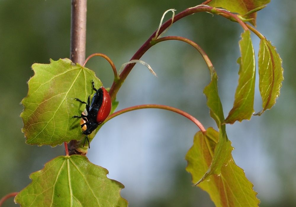 Photograph by Игорь Двойных