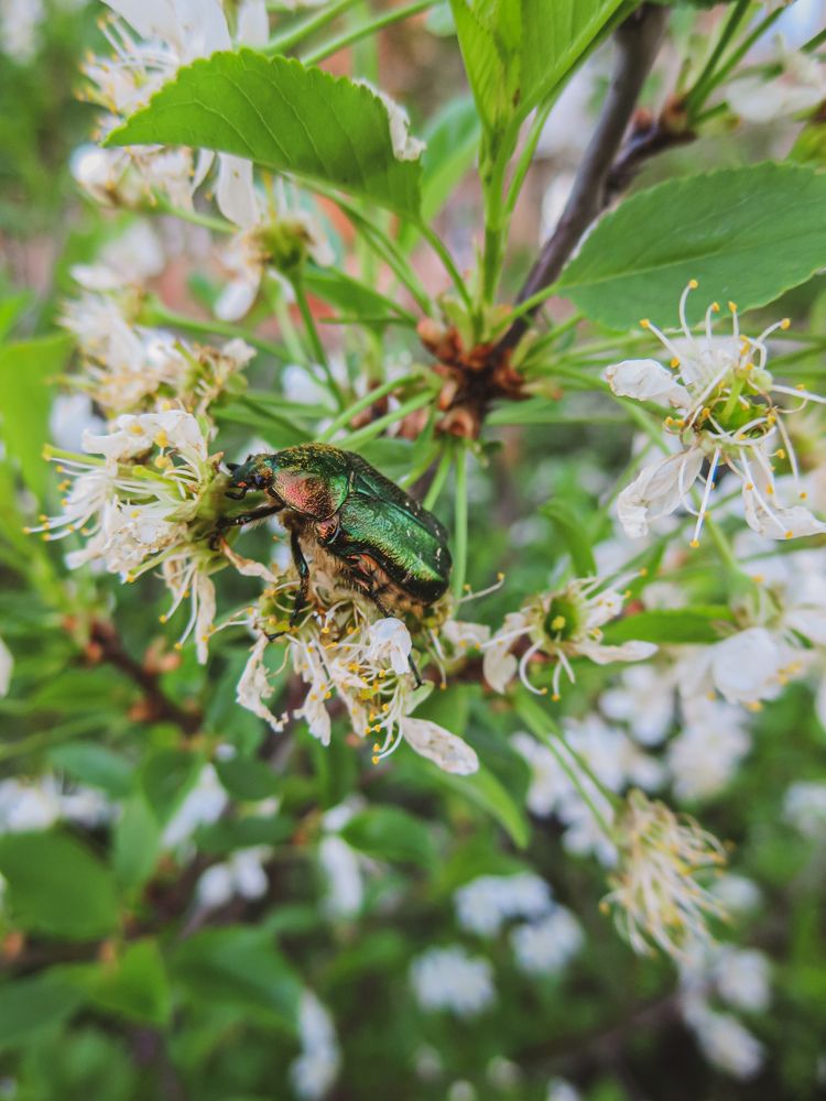Золотистая бронзовка на ветке.