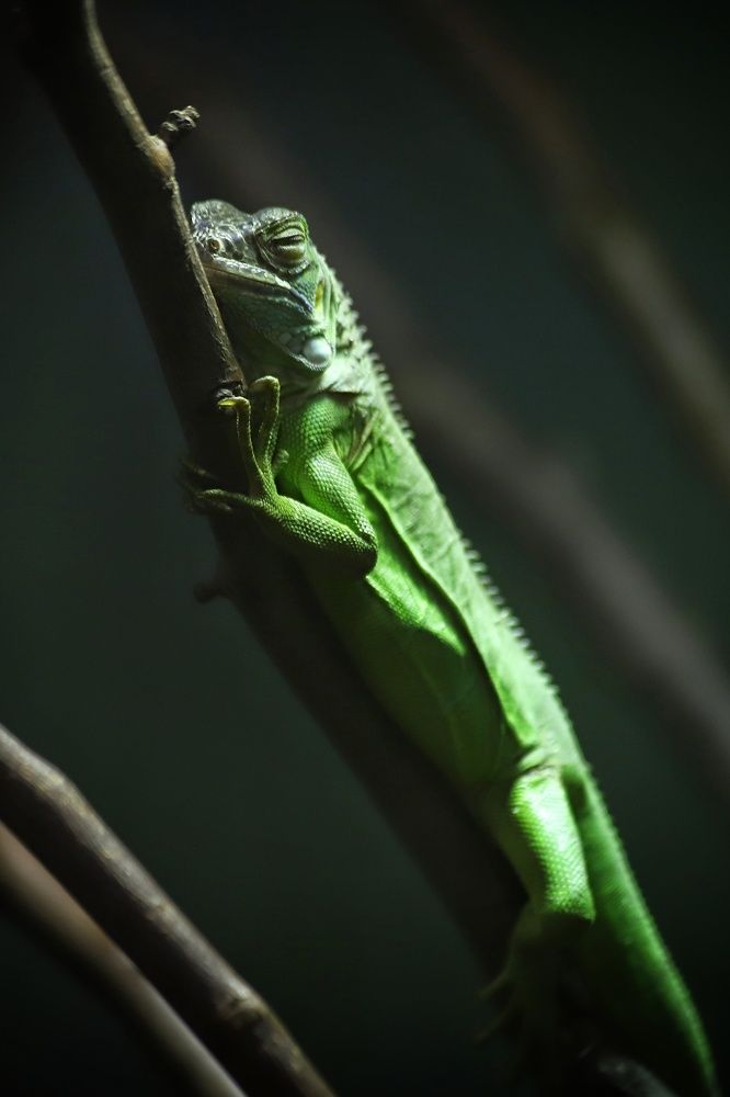 Фотография автора Елена Кириллова