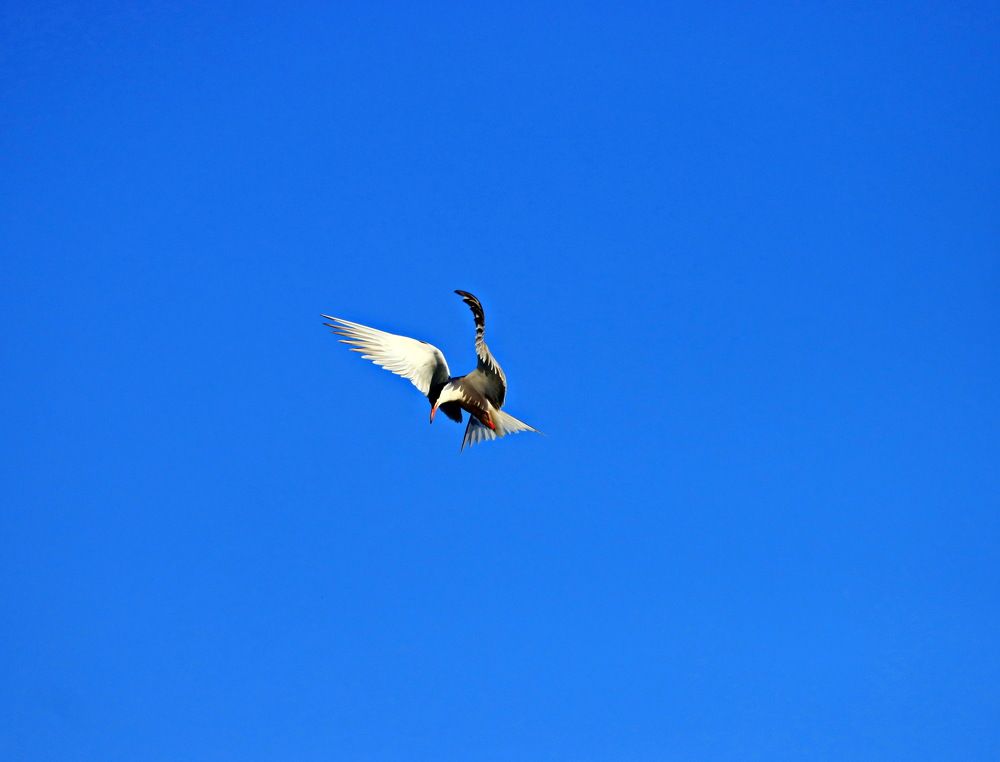 Photograph by 