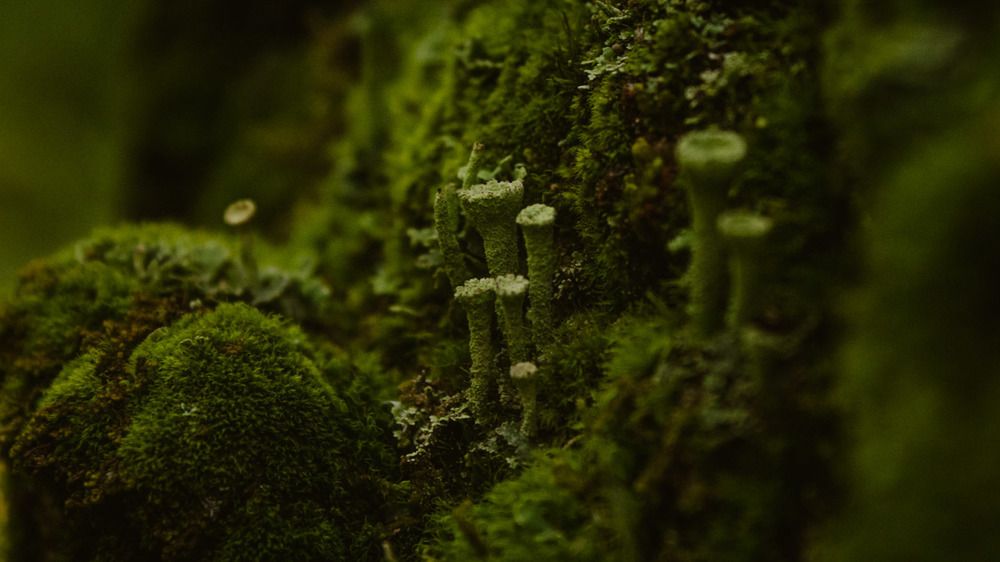 Photograph by Валентина Лугачева