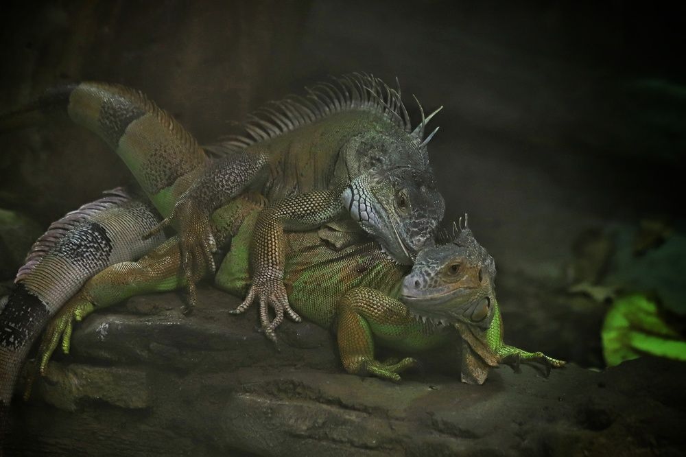 Фотография автора Елена Кириллова