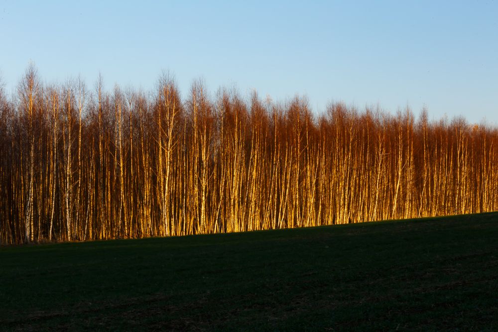 Фотография автора Елена Кошкина