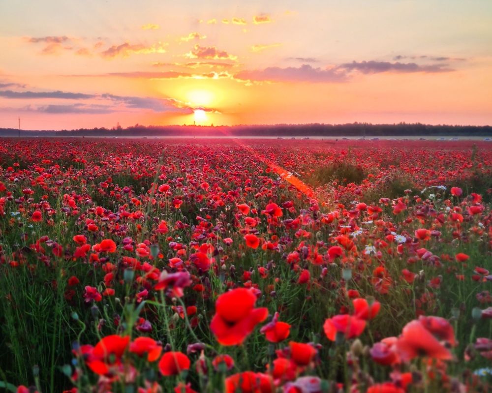 Photograph by Татьяна Соколовская