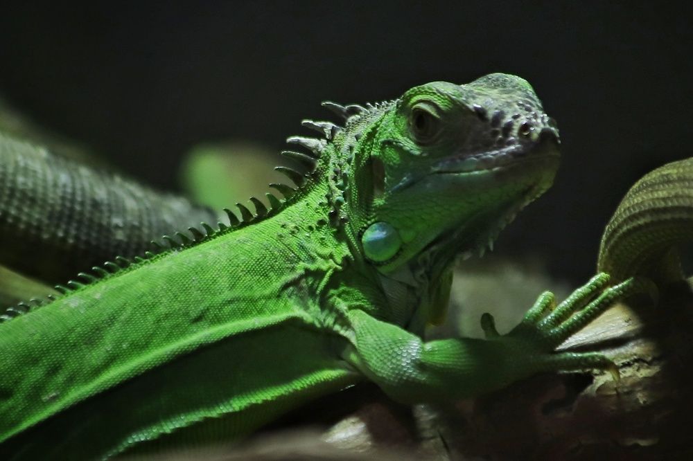 Фотография автора Елена Кириллова