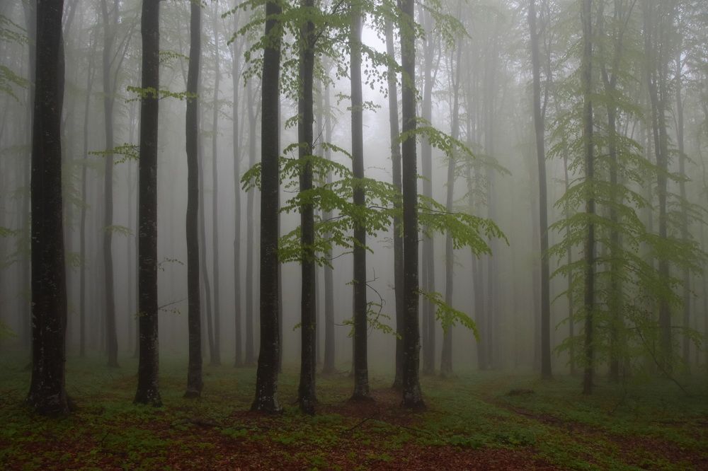 Photograph by Alexandru Manaf