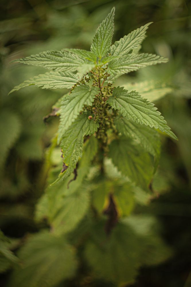 Photograph by Елена Лотник