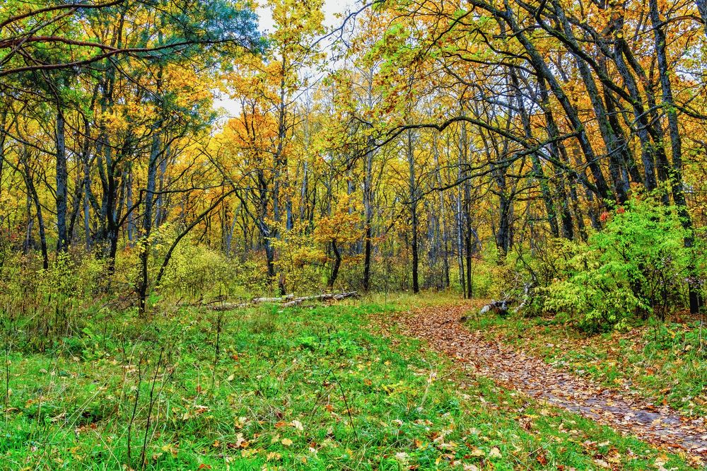 Пестрота осени в лес..