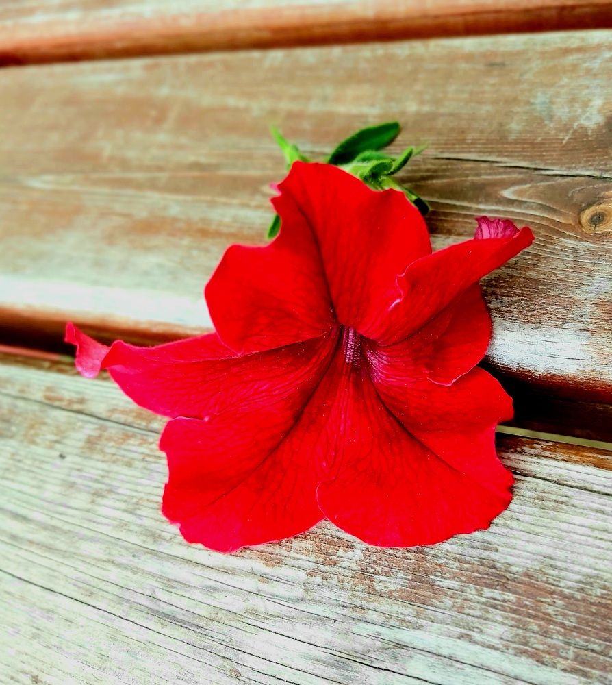 Photograph by Анна Киселева