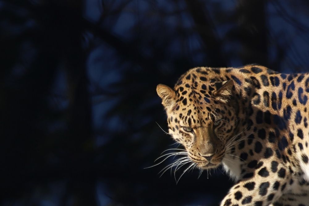 Фотография автора Елена Кириллова