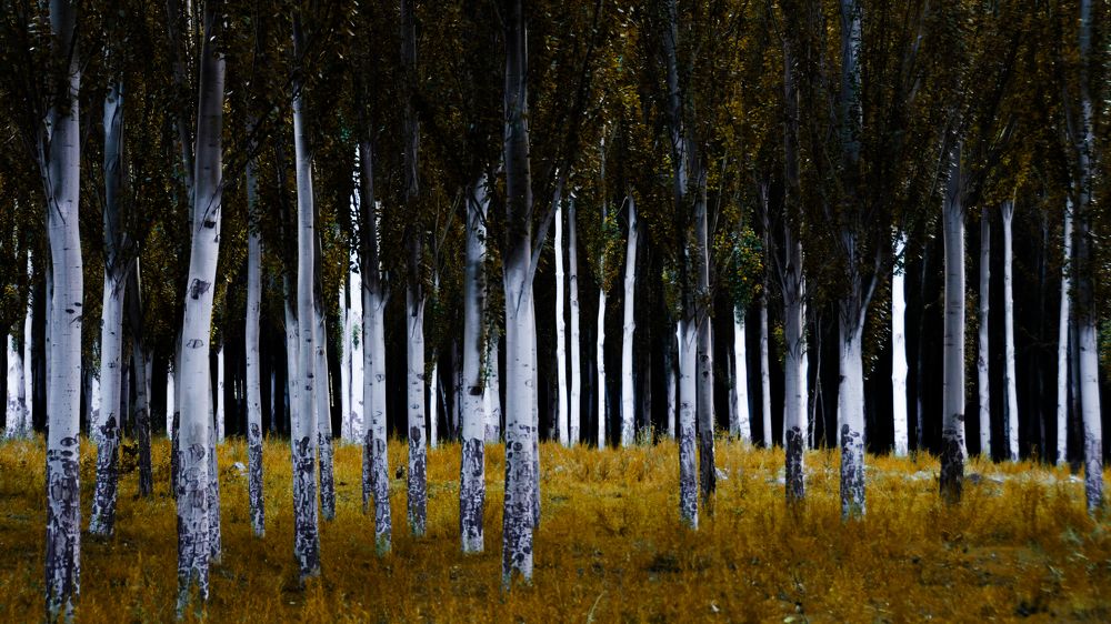 Photograph by Кирилл Савенко