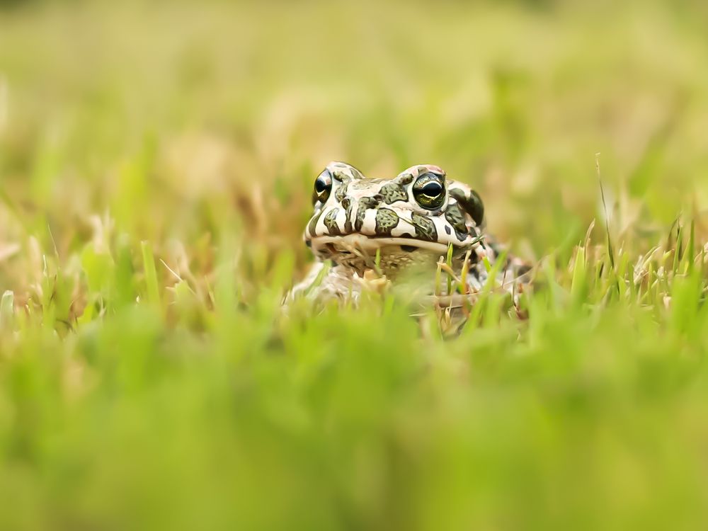 Фотография автора Елена Кошкина