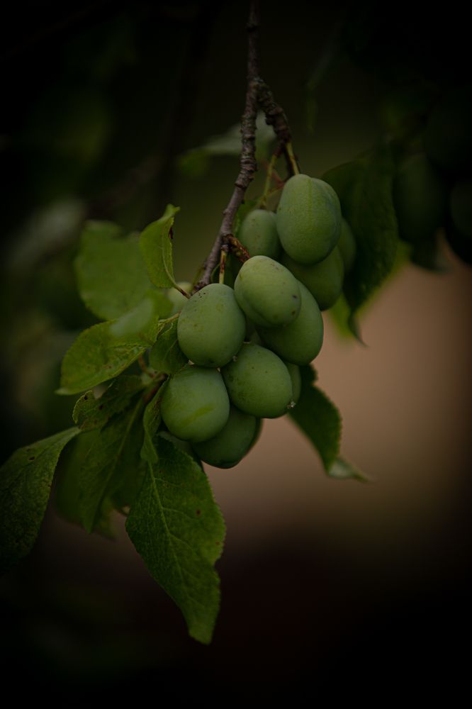 Фотография автора Елена Кошкина