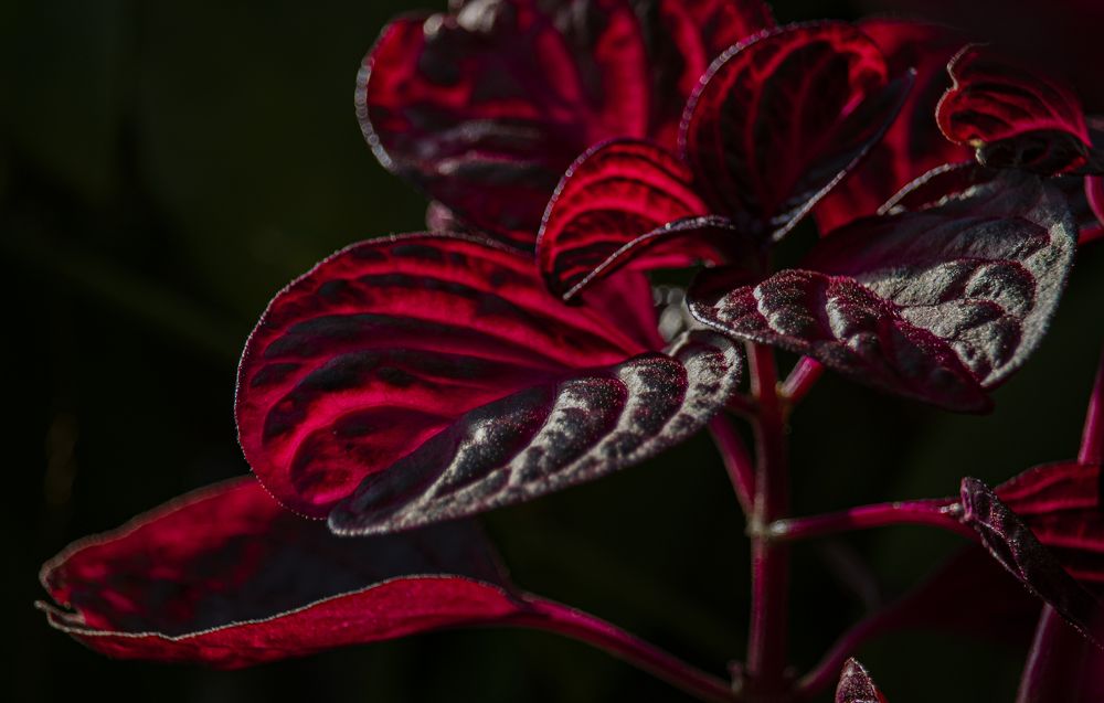 Photograph by Юлия Куликова