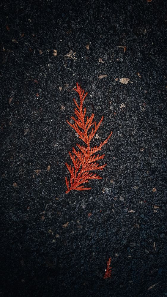 Photograph by Ольга Серова