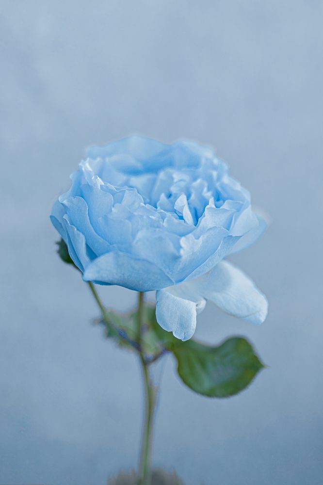 Photograph by  Erika Tinoco