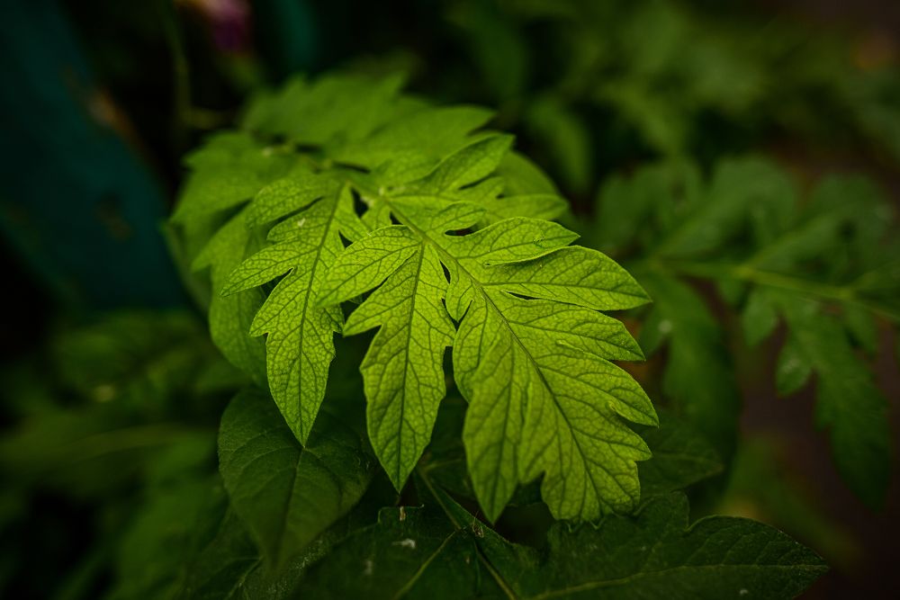 Photograph by Анастасия Донская