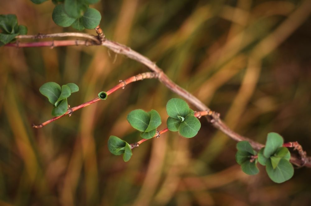 Photograph by Елена Шевченко