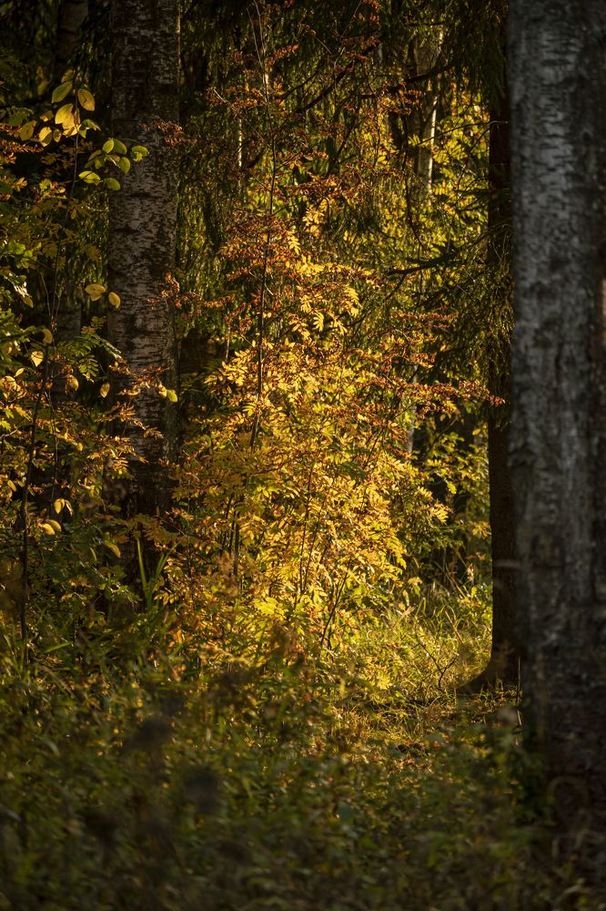 Photograph by Юлия Куликова