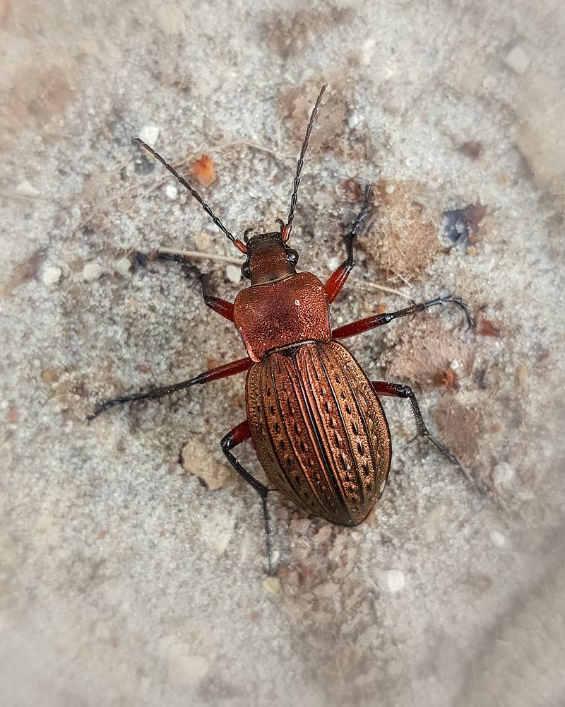 Жужелица медная