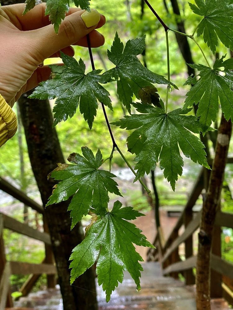 Фотография автора Юлия Недосекина