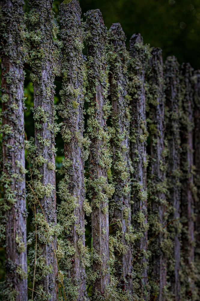 Photograph by Елена Овчинникова