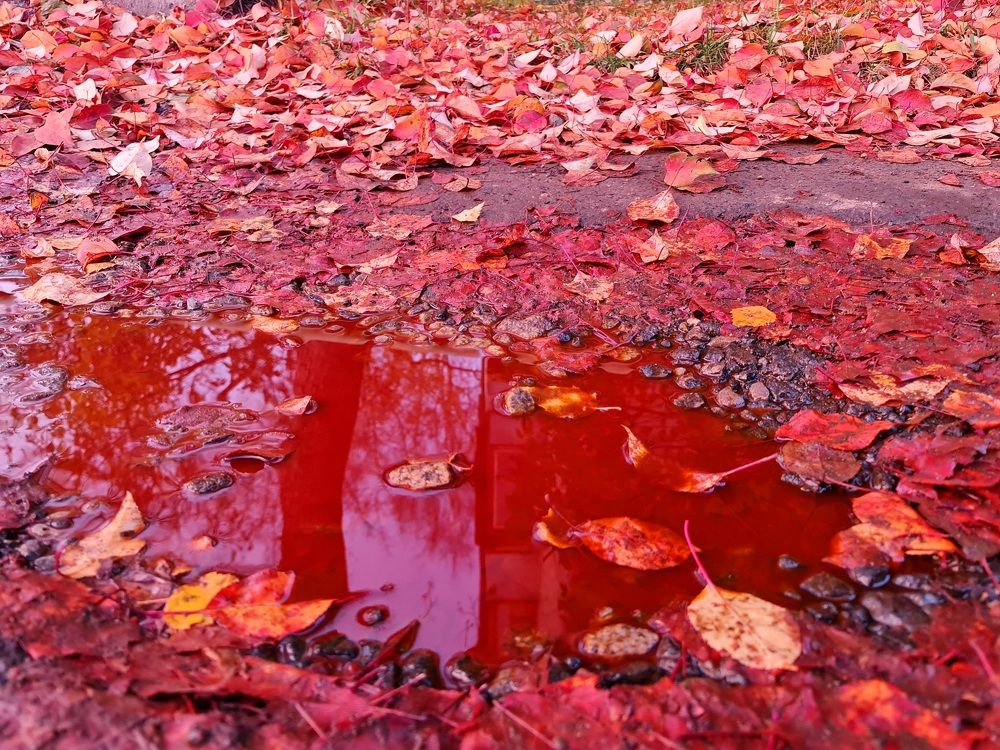 Photograph by Роман Сычев