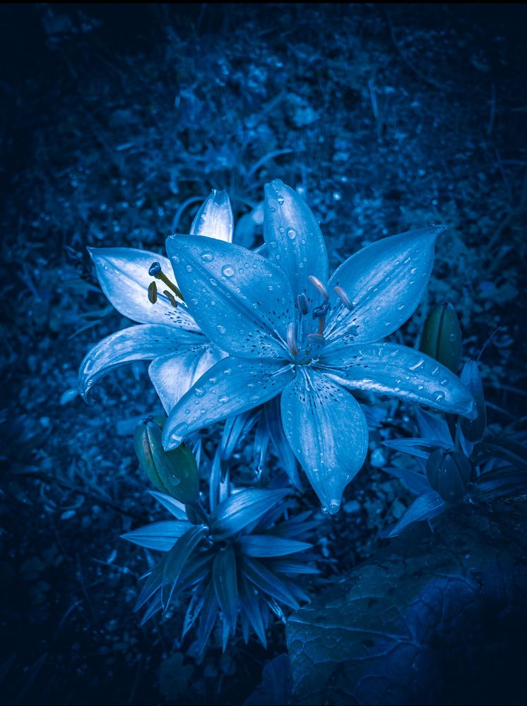 Photograph by ASHWINI BHONGE