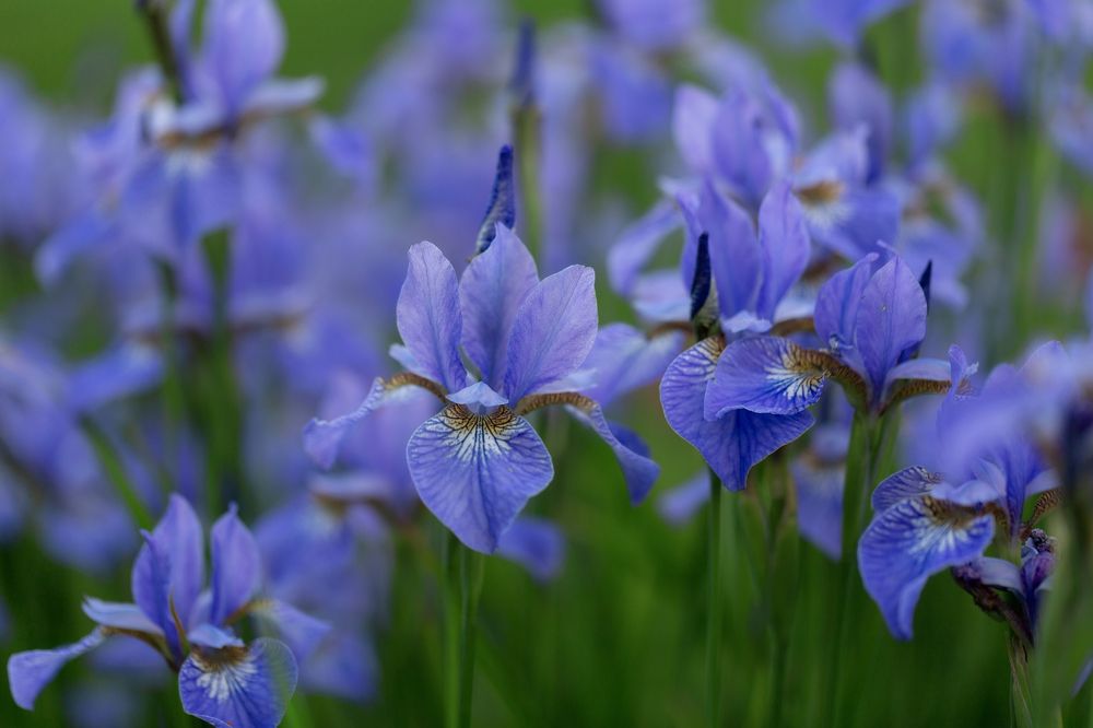 Photograph by Анастасия Петрова