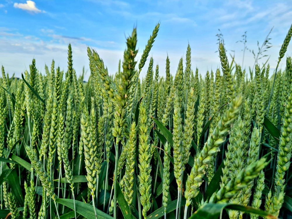 Photograph by Ирина Дубицкая