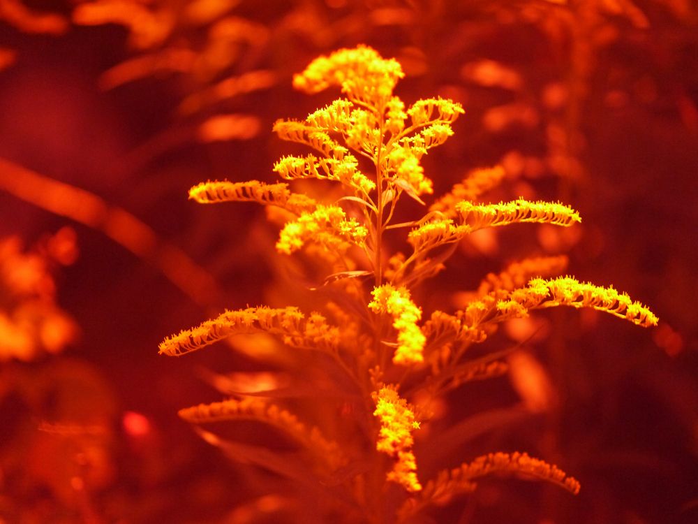 Photograph by Баженова Наталья