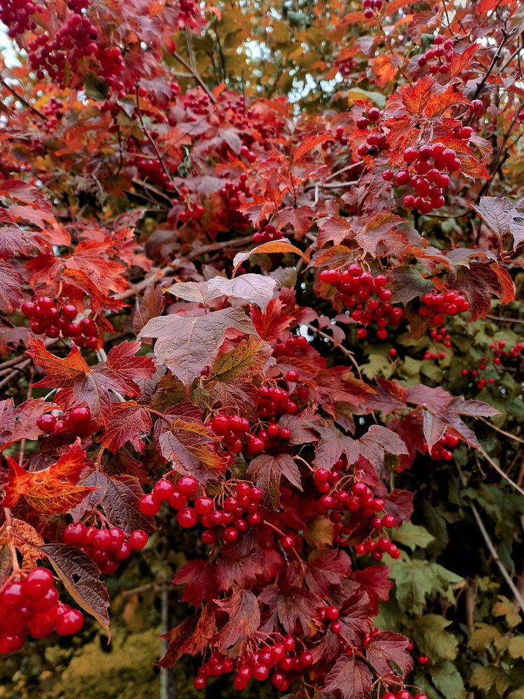 Photograph by Ирина Дубицкая