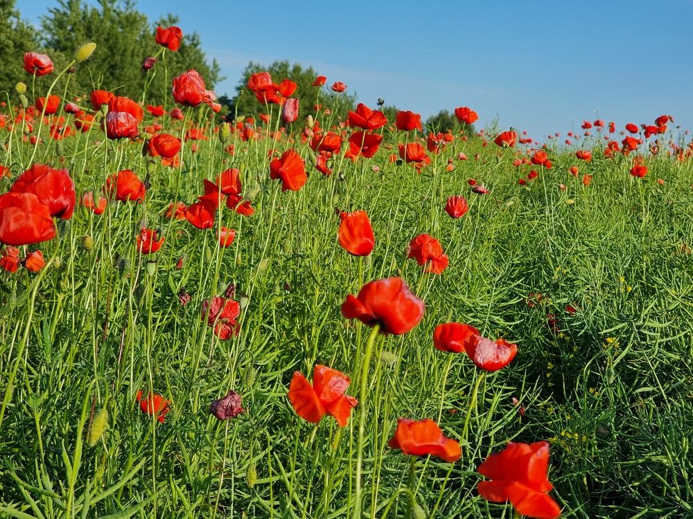 Photograph by Ирина Дубицкая