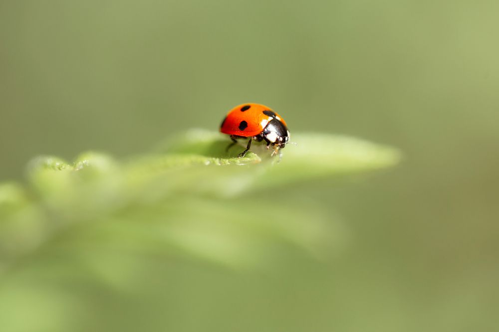 Photograph by Анастасия Петрова