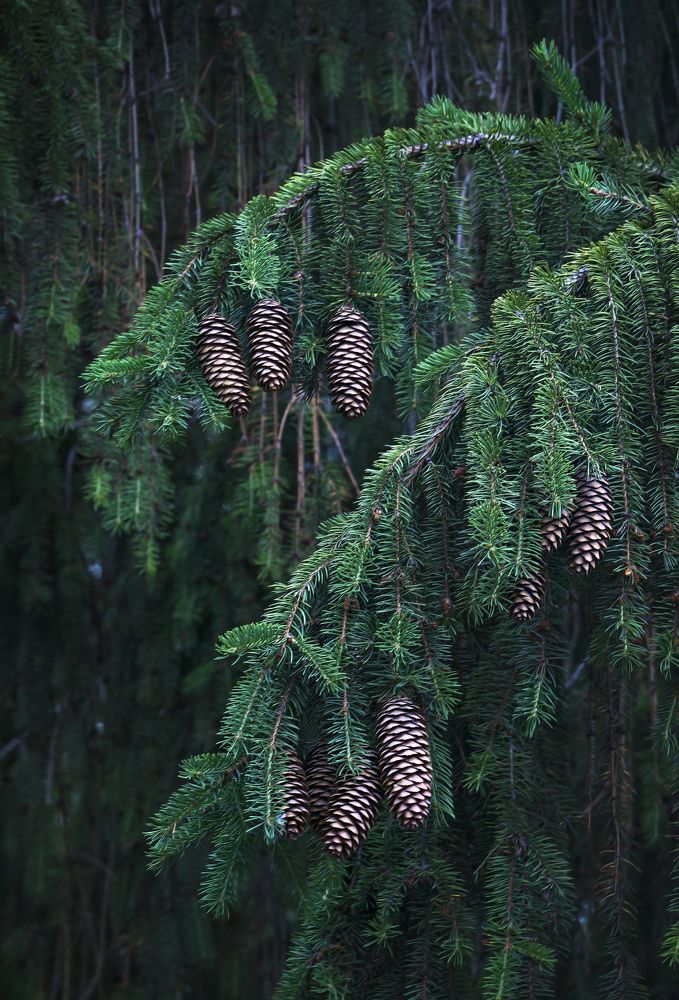 Фотография автора Елена Самофалова