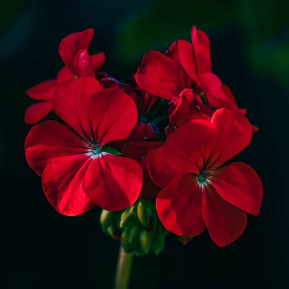 Photograph by Greg Noakes