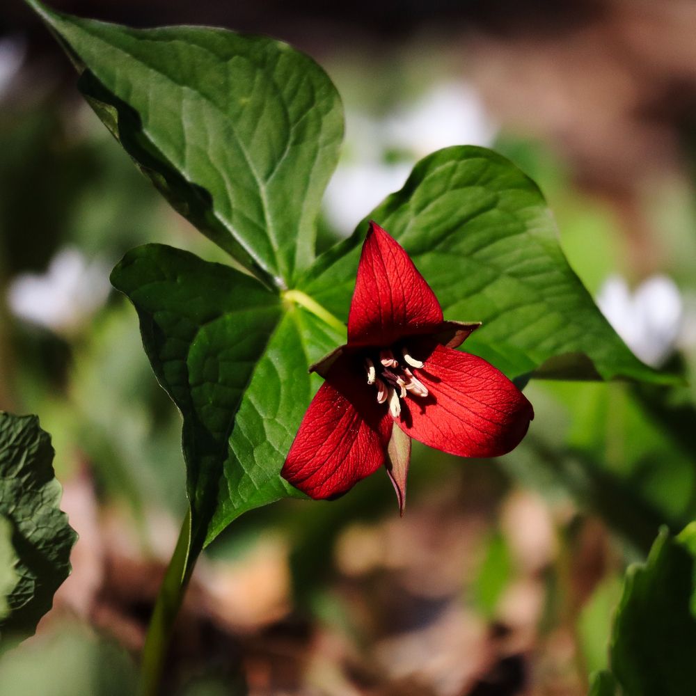 Photograph by Greg Noakes